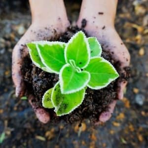 Изучите онлайн курс Агрохимия и агропочвоведение