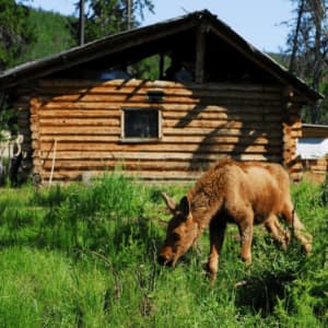 Изучите онлайн курс Охотоведение