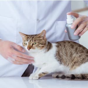 Изучите онлайн курс Фелинология