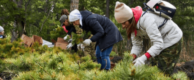 Изображения карточки курса: Лесное дело